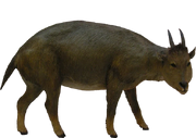 Myotragus Transparent