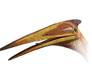 Pterosaurhead