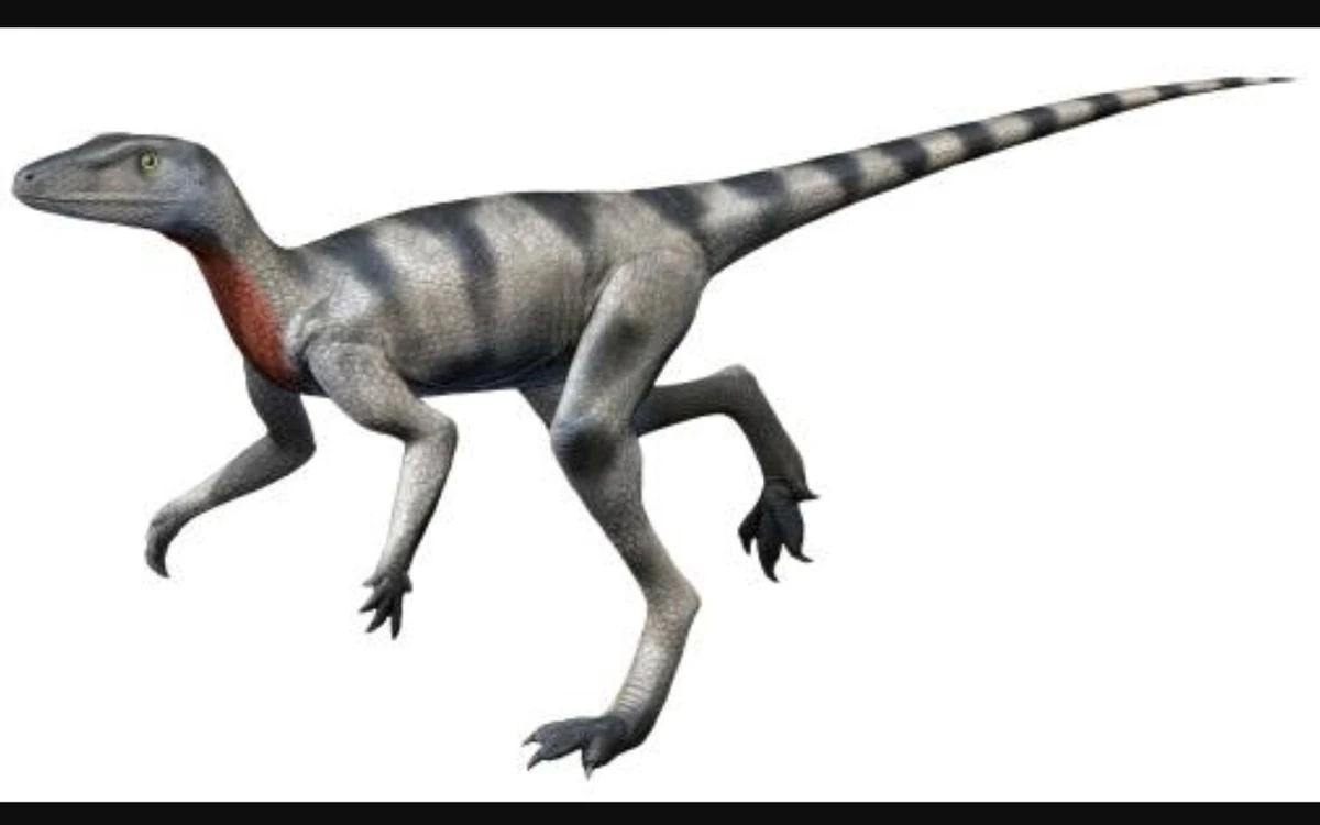 Saltopus | Dinopedia | Fandom