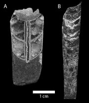 Trematoceras boreale, Trematoceras subcampanile