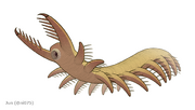 20191118 Megadictyon cf. haikouensis