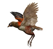 Messelornis | Dinopedia | Fandom