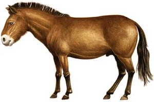 Pliohippus