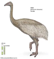 South-Island-giant-moa-female-Dinornis-robustus