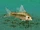Corydoras