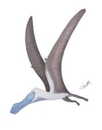 Haliskia by Angeloraptorex230.jpg (4 KB) Haliskia by Angeloraptorex230