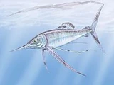 Protosphyraena