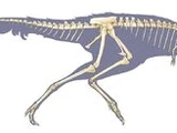 Angeac Ornithomimosaur