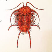 Ceratarges reconstruction