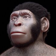 Homo naledi.