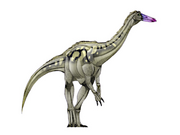 JPI Timimus