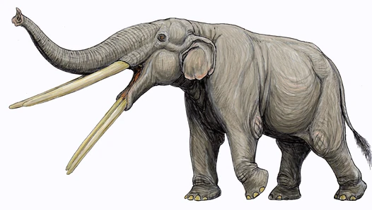 Stegotetrabelodon.PNG