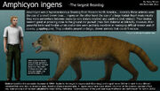 Amphicyon ingens size by harry the fox dfh56wl-fullview