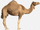 Thomas' camel