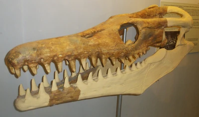 Goronyosaurus nigeriensis 1