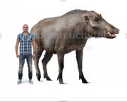 Megalochoerus-size-738x591