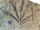 Thouarsus