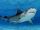 Chondrichthyes