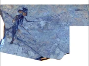 Ypshna brownleei fossil