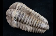 A Calymene trilobite