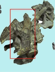 Right humerus (within the red box)