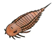 Stoermeropterus