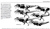 T. rex, T. regina, T. imperator
