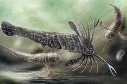 Large  and other eurypterids