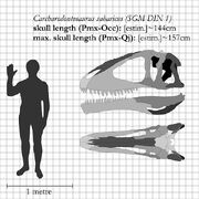 Carcharodontosaurus skull diagram