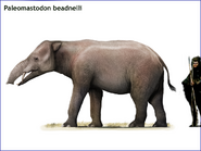 Palaeomastodon beadnelli by CisioPurple