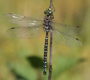 Aeshna subarctica, or subarctic darner, a close living relative of the aeschnidiids