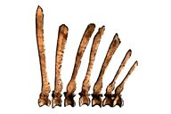 Dorsal neural spine (BSP 1912 VIII 19)