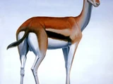 Red gazelle