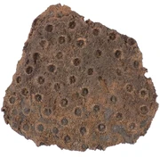 Fossil rugose coral - phillipsastrea hennahi