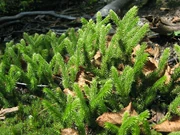 Lycopodium