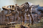 Tyrannosaurus Rex skeleton in Carnegie Museum of Natural History