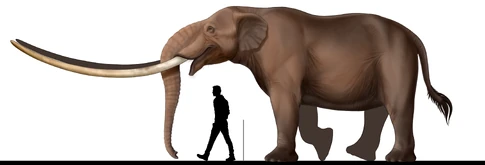 Zygolophodon borsoni