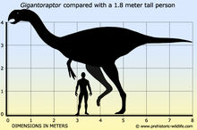 Gigantoraptor-size