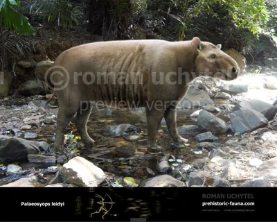 Palaeosyops1-738x591