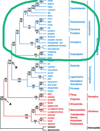 PhylogenyC