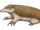 Riostegotherium