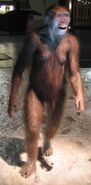 A.afarensis