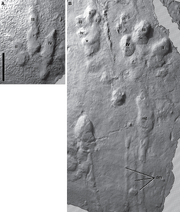 Anomoepus fossil