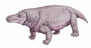 Jonkeria parva.jpg (157 KB) Jonkeria parva.