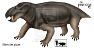 Placerias gigas.