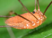 Harvestman species Leiobunum ventricosum