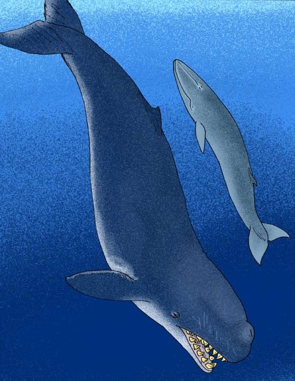 sperm whale