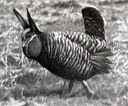 Heath Hen display