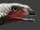 Panguraptor