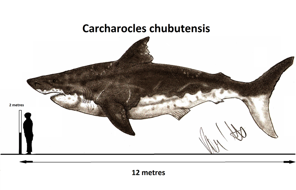 carcharodon megalodon size comparison